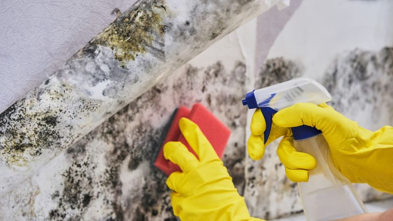 Black Mold Abatement