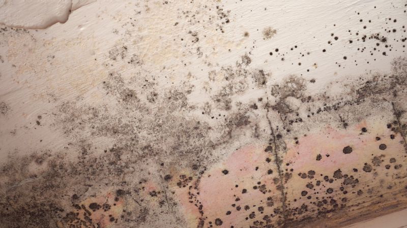 Attic Mold Removal in Mckinney, TX