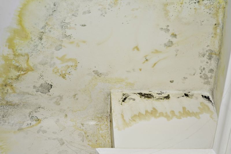 Attic Mold Removal in Weatherford, TX