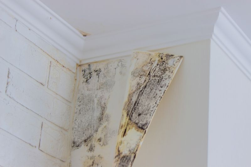 Attic Mold Removal in Weatherford, TX