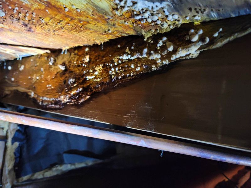 Basement Mold Removal in Fort Worth, TX