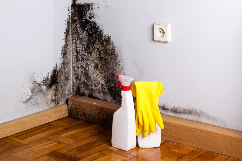Black Mold Abatement