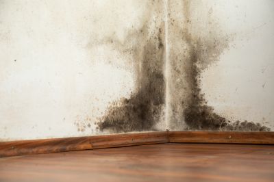 Black Mold in Basements