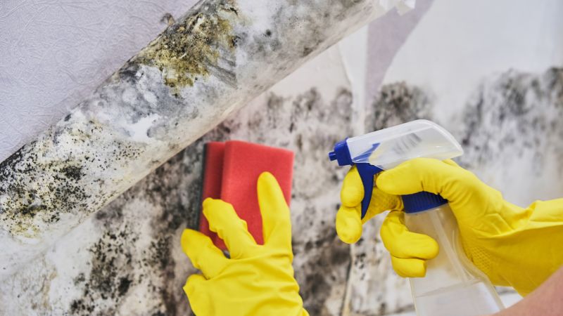 Black Mold Remediation in Essex County, NJ