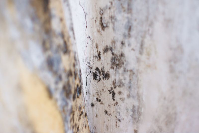 Black Mold Remediation in Palm Beach County, FL