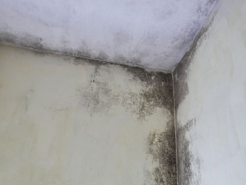 Ceiling Mold Removal in Frederick, MD