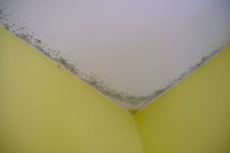 Ceiling Mold Removal in Boynton Beach, FL