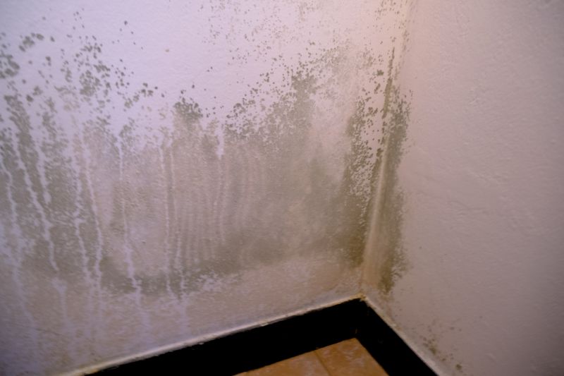 Mold Removal in Jupiter, FL