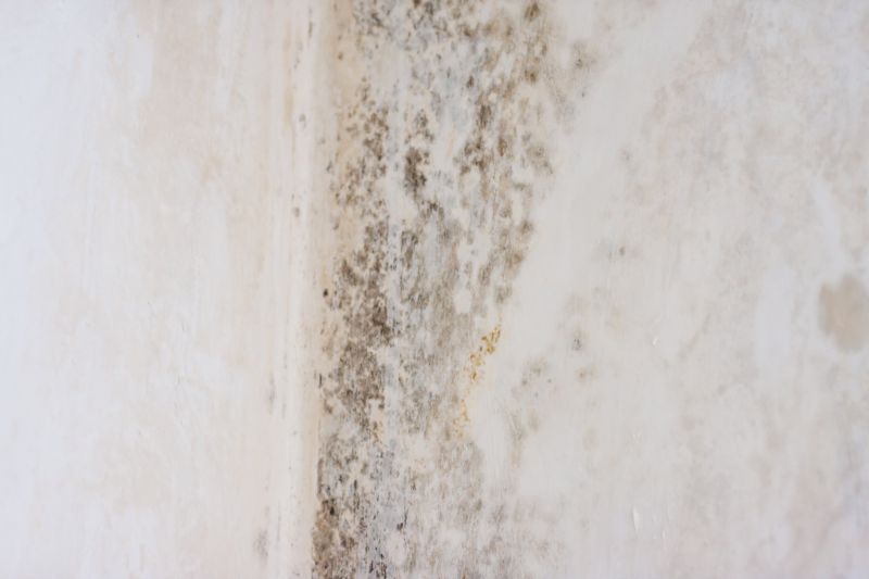 White Mold Mitigation in Mckinney, TX