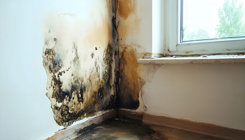 White Mold Mitigation in Weatherford, TX