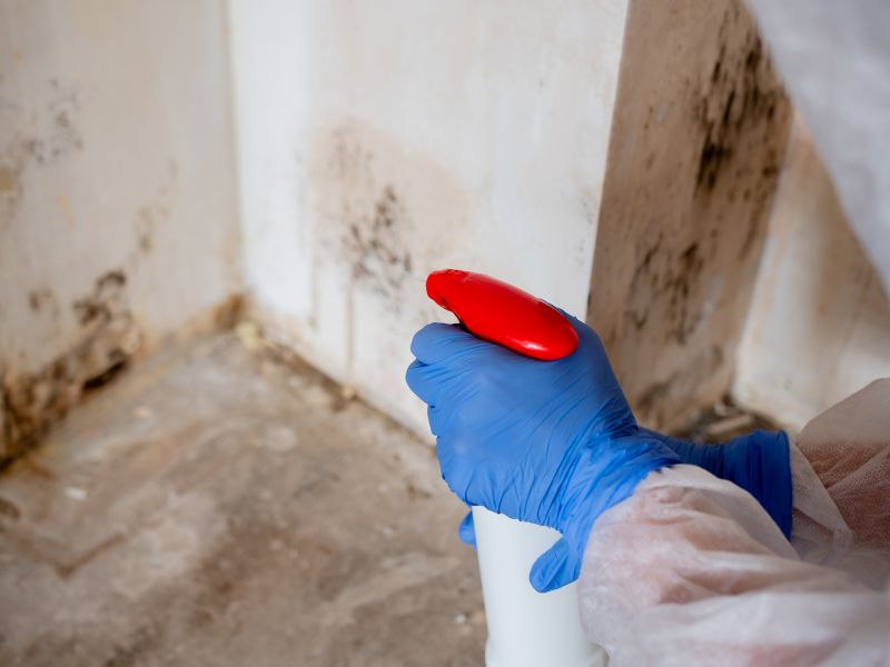 Mold Mitigation Service in Denton, TX